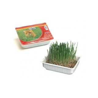 Camon Erba Gatta In Vaschetta