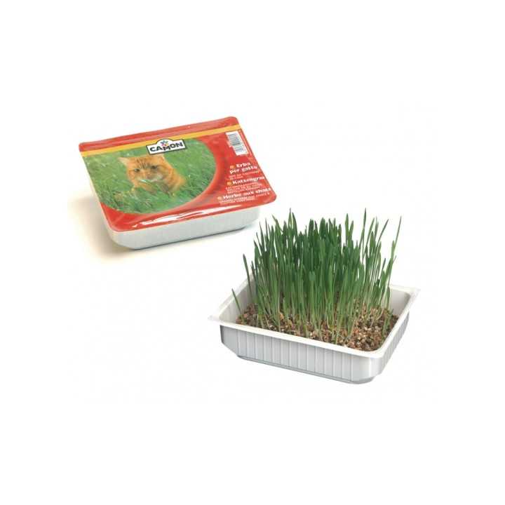 Camon Erba Gatta In Vaschetta