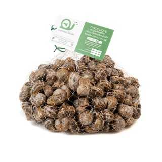 Lumache da Gastronomia – 2 Kg