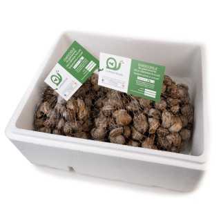 Lumache da Gastronomia – 3 Kg