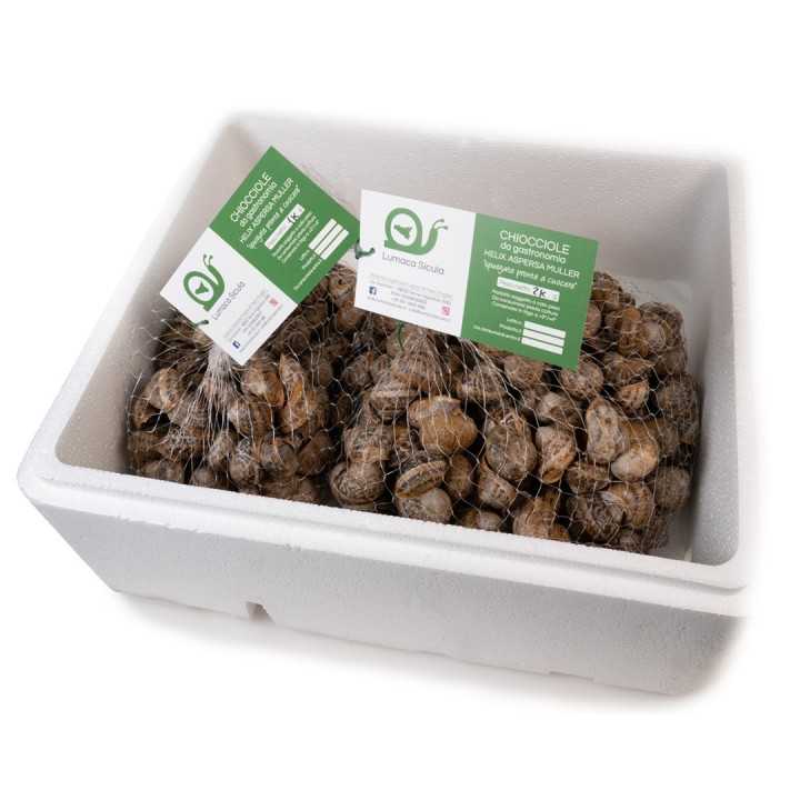 Lumache da Gastronomia – 3 Kg
