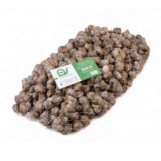 Lumache da Gastronomia – 5 Kg