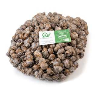 Lumache da Gastronomia – 7 Kg