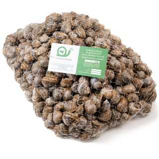 Lumache da Gastronomia – 10 Kg