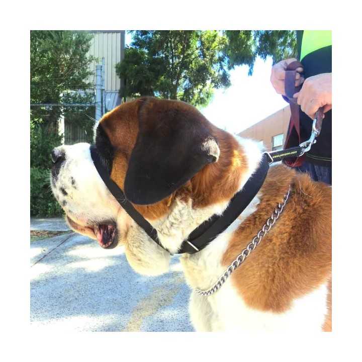 Canny Colossus Cavezza Addestramento Nera