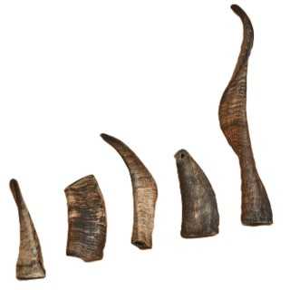 Canophera Dog Chew Corna Di Pecora Tg. L